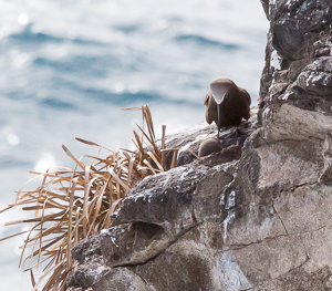 Nesting Brown Booby, Saint Lucia